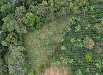 Avanza la restauración ecológica en el Corredor Andino Amazónico