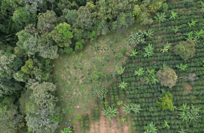 Avanza la restauración ecológica en el Corredor Andino Amazónico