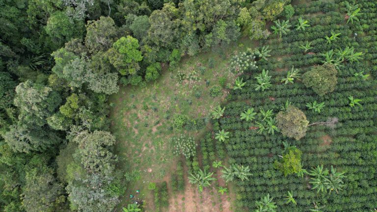 Avanza la restauración ecológica en el Corredor Andino Amazónico