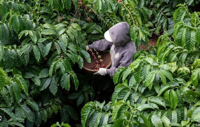 Huila enfrenta creciente presión extorsiva en sus municipios cafeteros