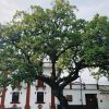 Huila celebrará Día Nacional del Árbol