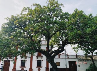 Huila celebrará Día Nacional del Árbol