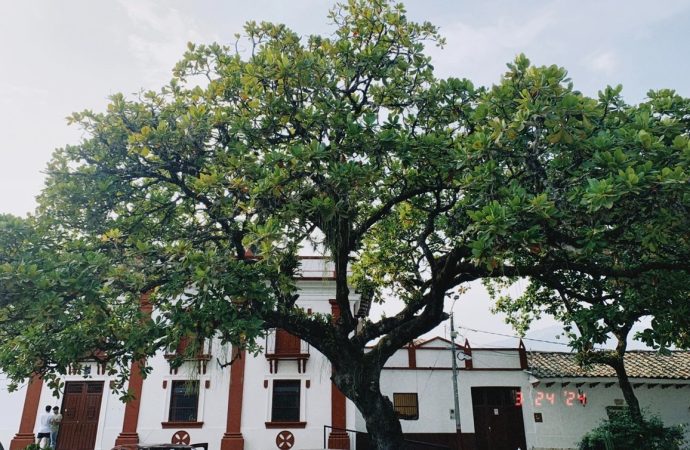 Huila celebrará Día Nacional del Árbol