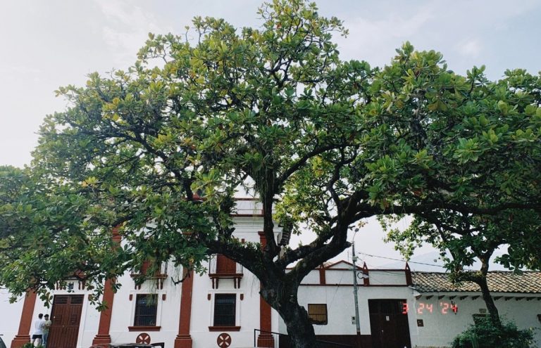 Huila celebrará Día Nacional del Árbol