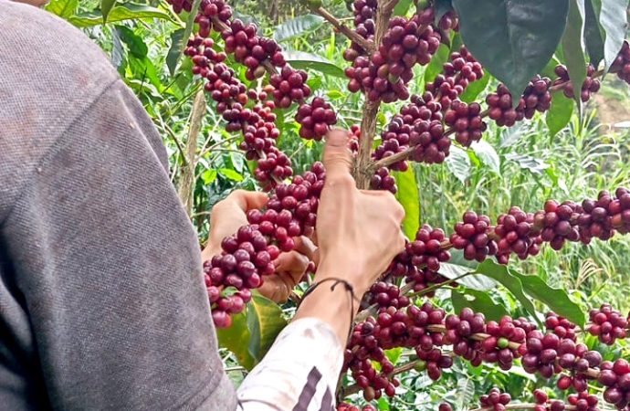 Catapultarán imagen de café huilense en Europa