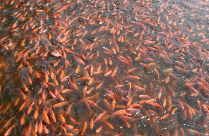 Expertos analizan avances y desafíos de la acuicultura en Huila