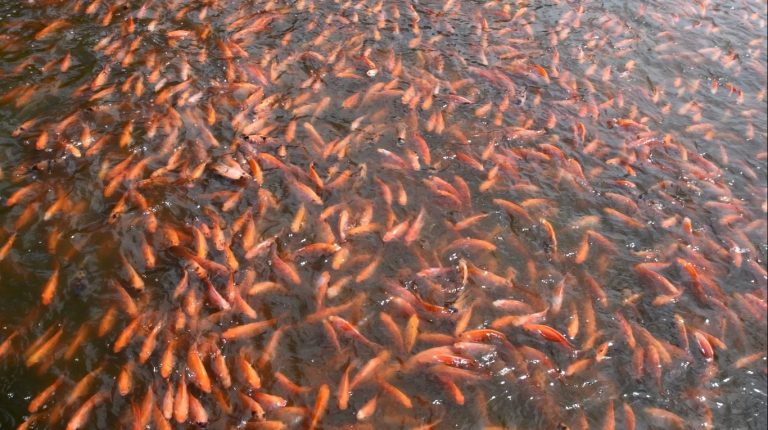 Expertos analizan avances y desafíos de la acuicultura en Huila