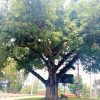 Exaltan y protegen árboles emblemáticos del Huila