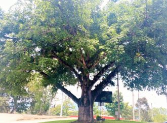 Exaltan y protegen árboles emblemáticos del Huila