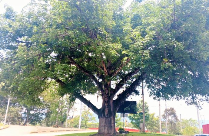 Exaltan y protegen árboles emblemáticos del Huila