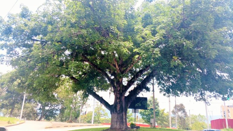 Exaltan y protegen árboles emblemáticos del Huila