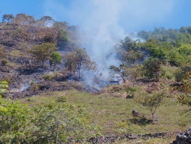 Lupa a condiciones climáticas en el Huila