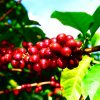 $3.800 millones para fortalecer productividad cafetera