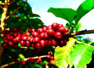 $3.800 millones para fortalecer productividad cafetera
