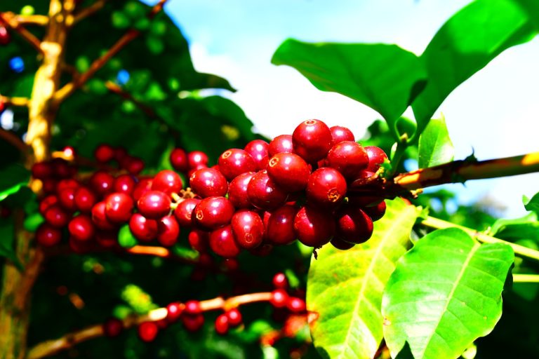 $3.800 millones para fortalecer productividad cafetera