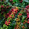 Huila en la construcción de políticas agropecuarias