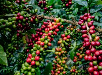 Huila en la construcción de políticas agropecuarias
