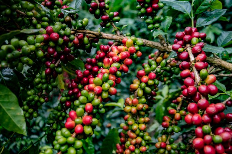 Huila en la construcción de políticas agropecuarias