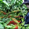 Huila tendrá Escuela Universitaria del Café