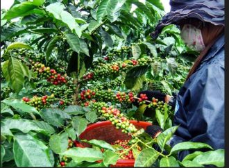 Huila tendrá Escuela Universitaria del Café