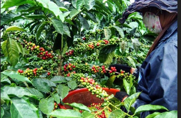 Huila tendrá Escuela Universitaria del Café
