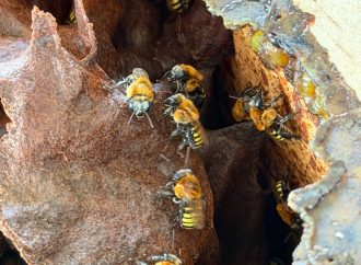 Museo vivo de abejas en el Huila