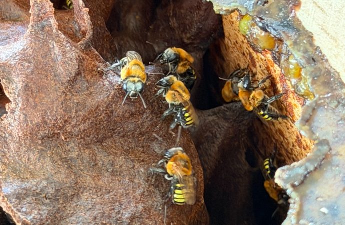 Museo vivo de abejas en el Huila