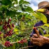 ¿Cómo afectan las economías criminales el café en el Departamento del Huila?