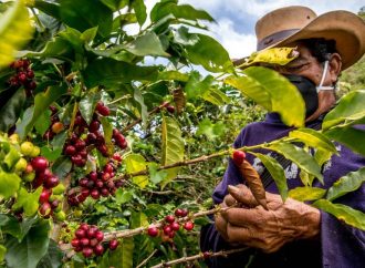 ¿Cómo afectan las economías criminales el café en el Departamento del Huila?