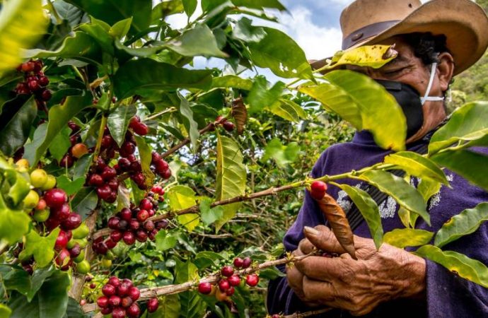 ¿Cómo afectan las economías criminales el café en el Departamento del Huila?