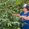 Invierten $5.000 millones en renovación de cafetales en Huila
