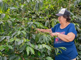Invierten $5.000 millones en renovación de cafetales en Huila