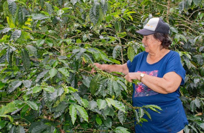 Invierten $5.000 millones en renovación de cafetales en Huila