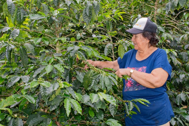 Invierten $5.000 millones en renovación de cafetales en Huila