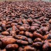 Cacaocultores de Algeciras, Campoalegre, Gigante y Rivera apuntan a los mercados internacionales