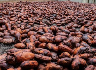 Cacaocultores de Algeciras, Campoalegre, Gigante y Rivera apuntan a los mercados internacionales