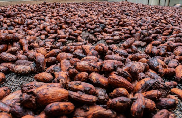 Cacaocultores de Algeciras, Campoalegre, Gigante y Rivera apuntan a los mercados internacionales