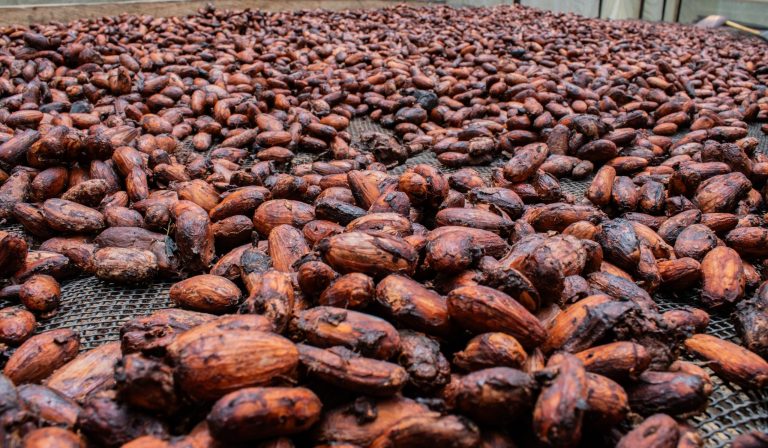 Cacaocultores de Algeciras, Campoalegre, Gigante y Rivera apuntan a los mercados internacionales
