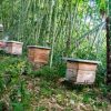 Florece proyecto de abejas melíferas en Timaná
