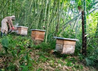 Florece proyecto de abejas melíferas en Timaná