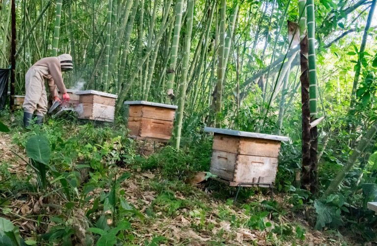 Florece  proyecto de abejas melíferas en Timaná