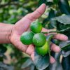 Limón huilense cautiva mercados de Países Bajos, Alemania e Italia