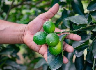 Limón huilense cautiva mercados de Países Bajos, Alemania e Italia