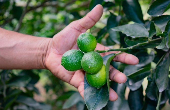 Limón huilense cautiva mercados de Países Bajos, Alemania e Italia