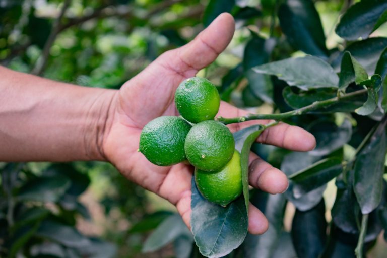 Limón huilense cautiva mercados de Países Bajos, Alemania e Italia