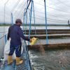 Fenómeno de “El Niño” y el impacto al sector piscícola del Huila