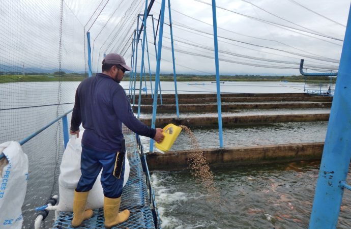 Fenómeno de “El Niño” y el impacto al sector piscícola del Huila