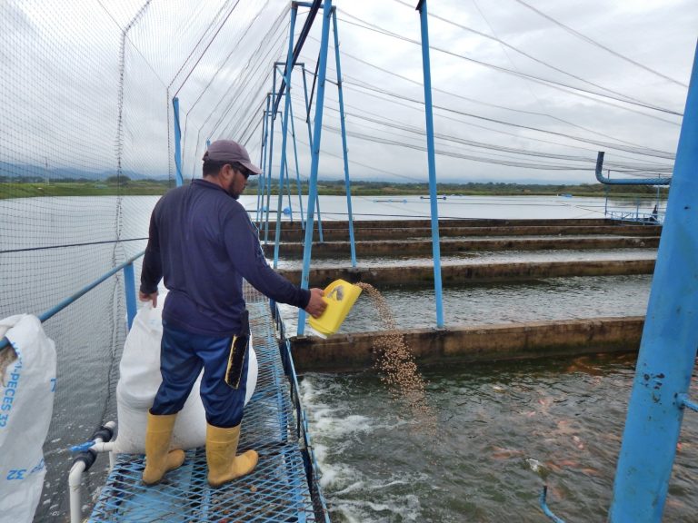 Fenómeno de “El Niño” y el impacto al sector piscícola del Huila