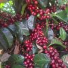 Huila, cuna de los cafés de especialidad