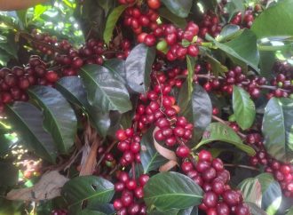 Huila, cuna de los cafés de especialidad